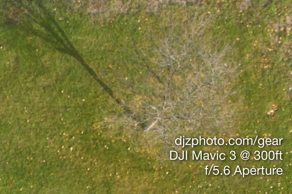 Mavic 3 vs DJI Air 2S Park Tree Crop - DJI Mavic 3 Shot f5_6.jpg