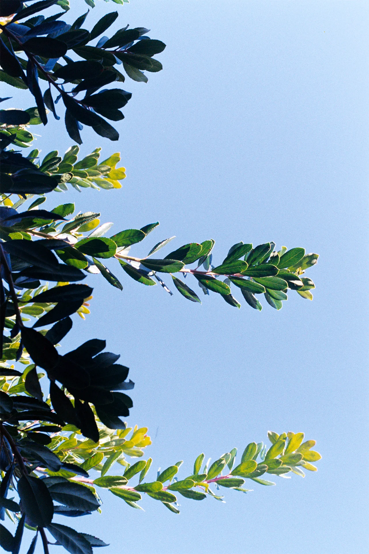 plant.jpg