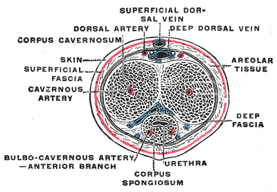 https://en.wikipedia.org/wiki/Corpus_cavernosum_penis#/media/File:Gray588.png