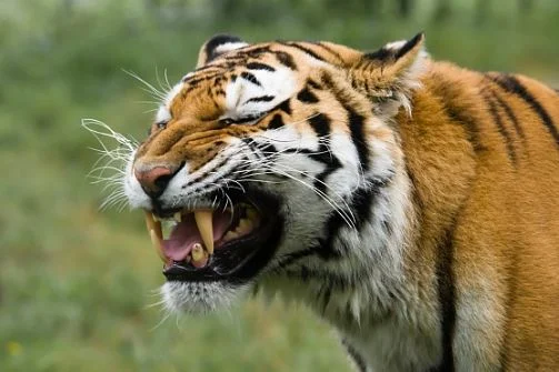 tiger catching a scent