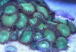 coral containing palytoxin