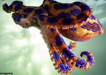 the blue ringed octopus contains tetrodotoxin;