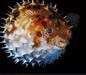 the puffer fish also contains tetrodotoxin in its organs.