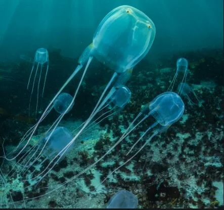 The box jellies of Australia contain a potent toxin; another cnidarian