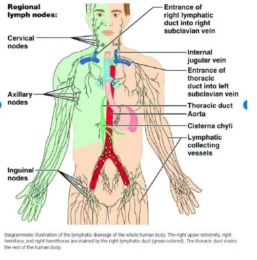 A 76 y.o woman comes in two weeks after peritoneal dialysis catheter