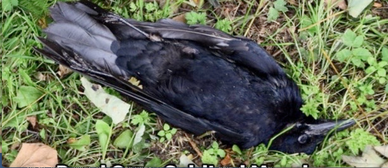 A 40 y.o. marathon runner in San Diego presents with a rash. — WashU EM