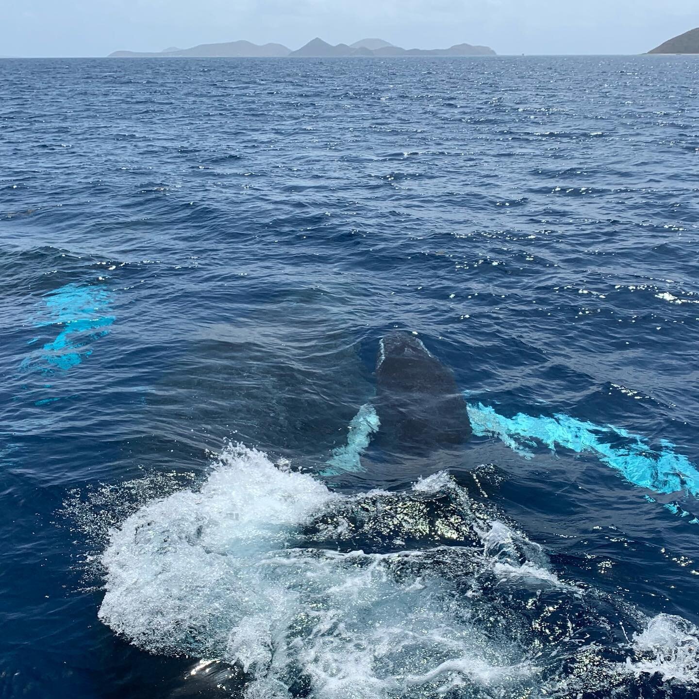 Three gentle giants cruising through the Sir Francis Drake Channel. Many thanks to the courteous captain who alerted us to the presence of humpback whales this morning. 🐳