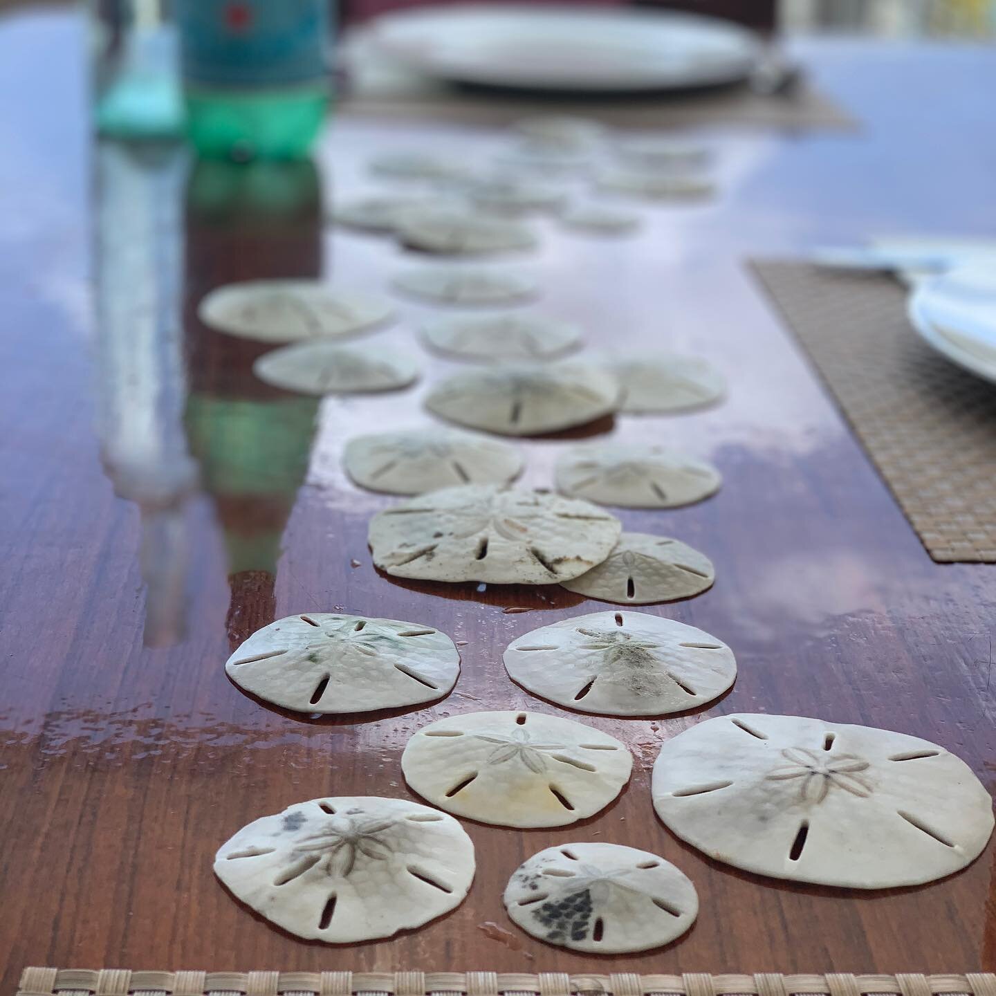 Should we stop and swim at our secret sand dollar spot?