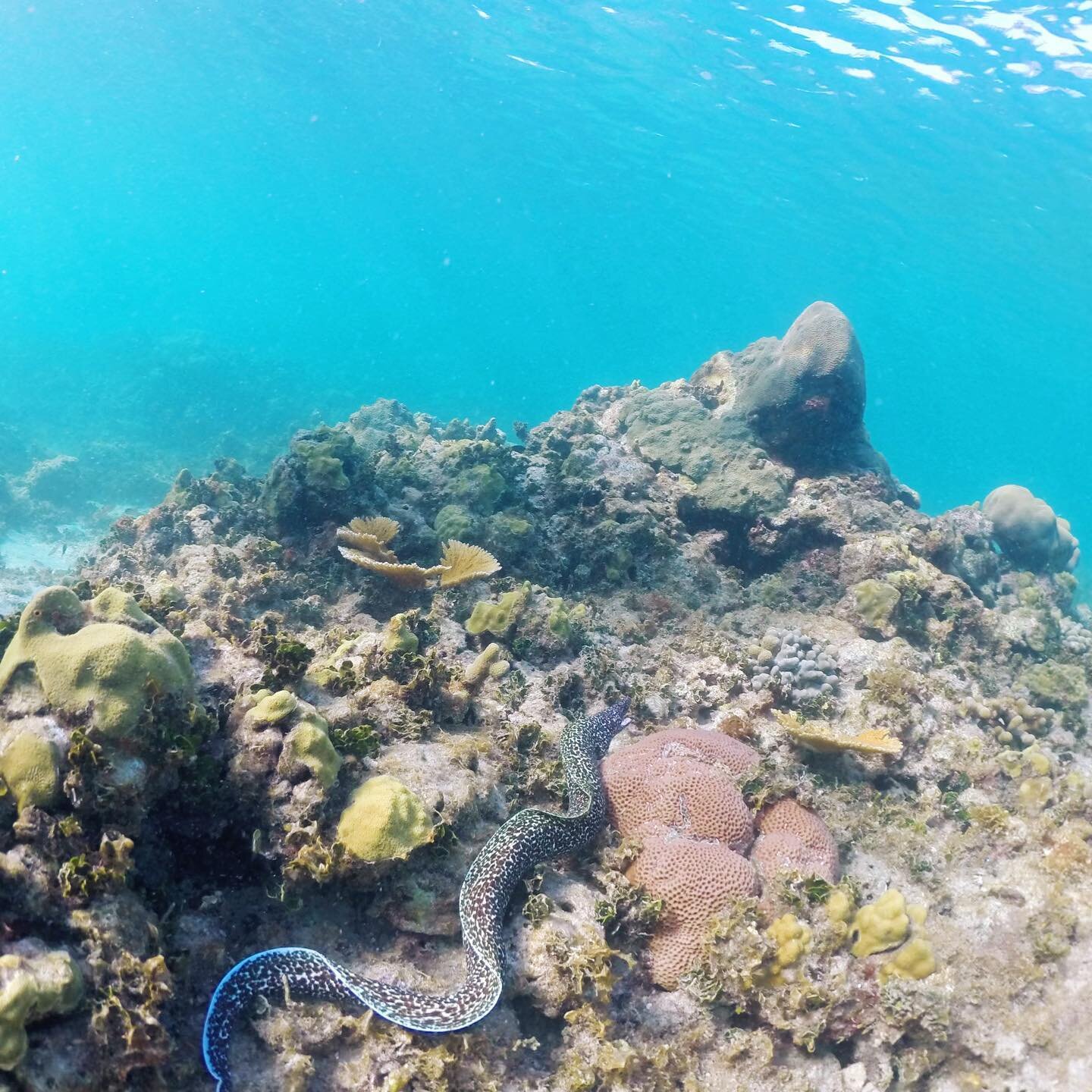 🎶 When the world seems to shine like you&rsquo;ve had too much wine 🎶 

That&rsquo;s a moray.