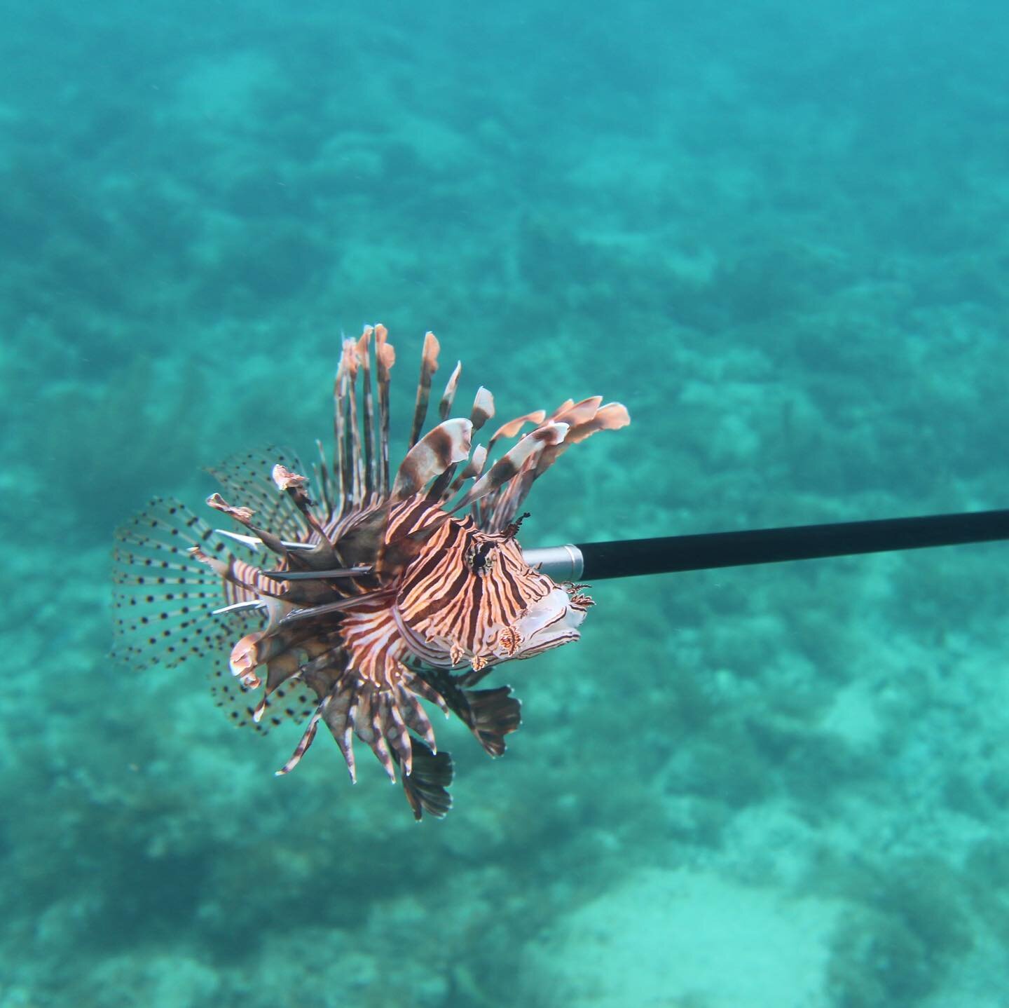Lionfish are non-native and invasive in the Caribbean. Pretty to look at, but they gotta go. 👋