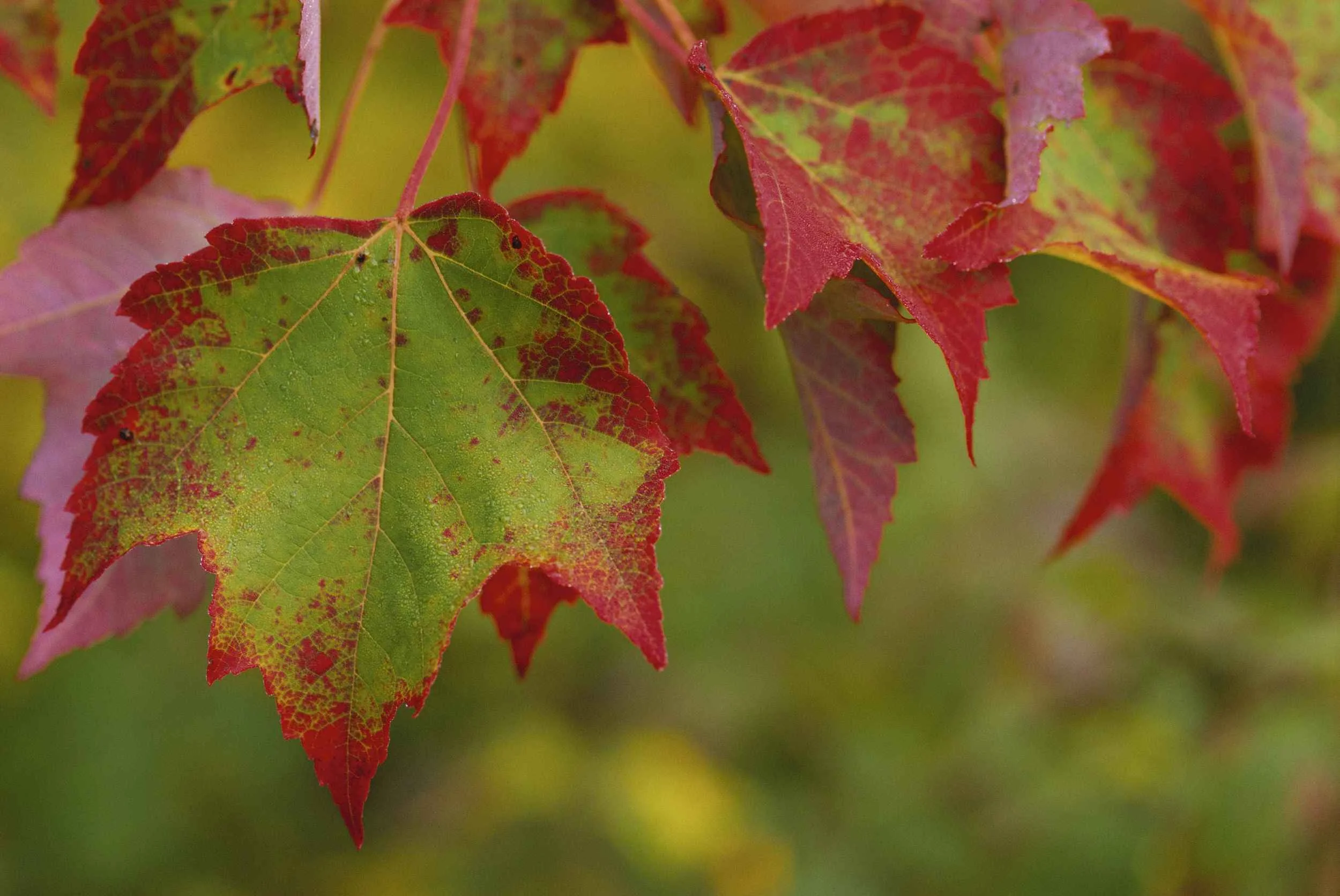 a-group-of-stunning-maple-leaves.jpg