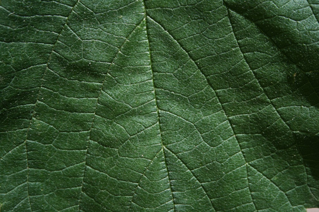 free_texture_friday_501-1024x682.jpg