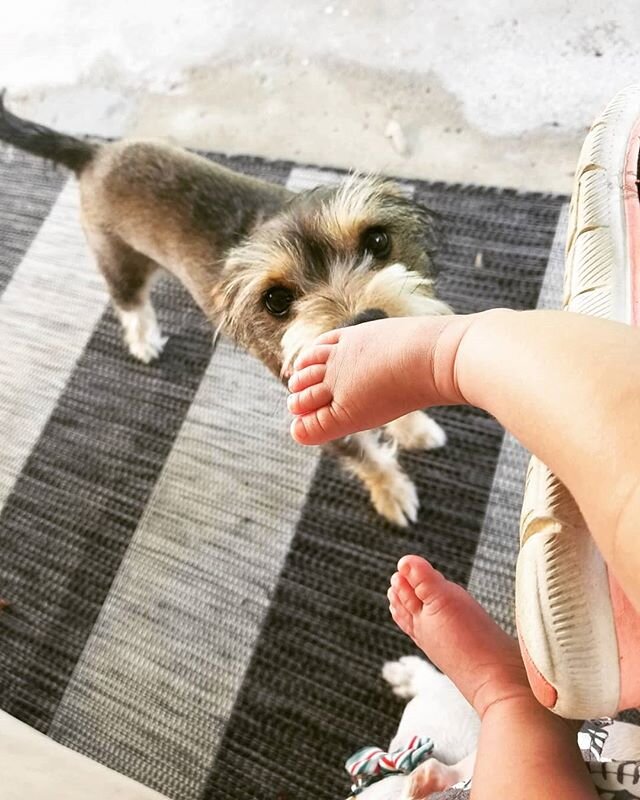 Someone enjoyed meeting their new, tiny human buddy....Zoey can't get enough of that baby smell 🤗❤. .
.
.
#Zoey #babysmell #newpal #newestdogwalker #ohhappydog #bondedandinsured #dogwalkers #petsitters #pettaxi #sandiego #missionvalley #dogsofsandie