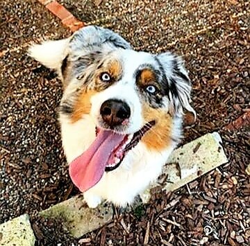 Meet Beau! Our new Australian Shepherd #furpal! This cool kid is full of energy and can't wait to get out for his weekly walks with Robyn. Beau is also sooo smart and loves to show off his tricks (especially for some cheese 🧀). .
.
.
#australianshep