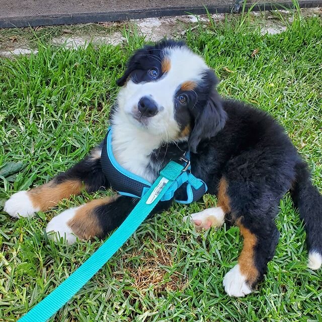 Meet Gus! This handsome little guy is our new Berner puppy pal who's ready for his weekly visits and outdoor adventures! He is already walking really well on-leash, loves the grass, and has a very sweet and calm personality. Gus is super affectionate