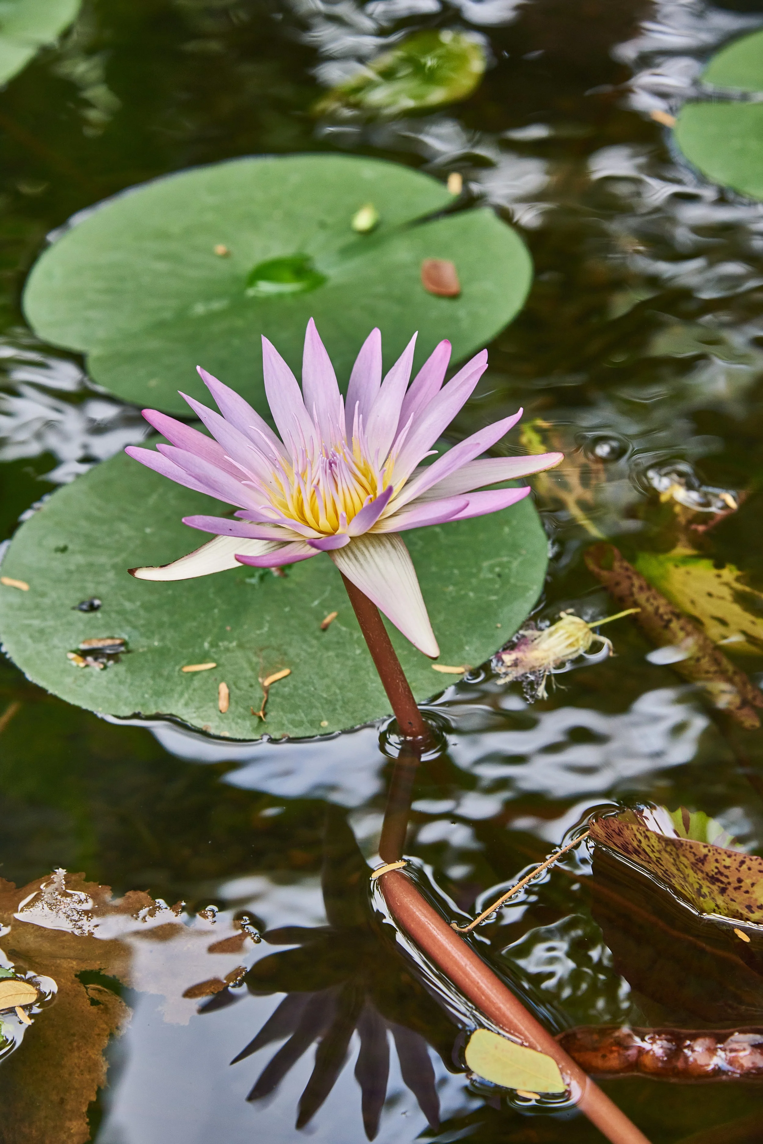 Water Lily