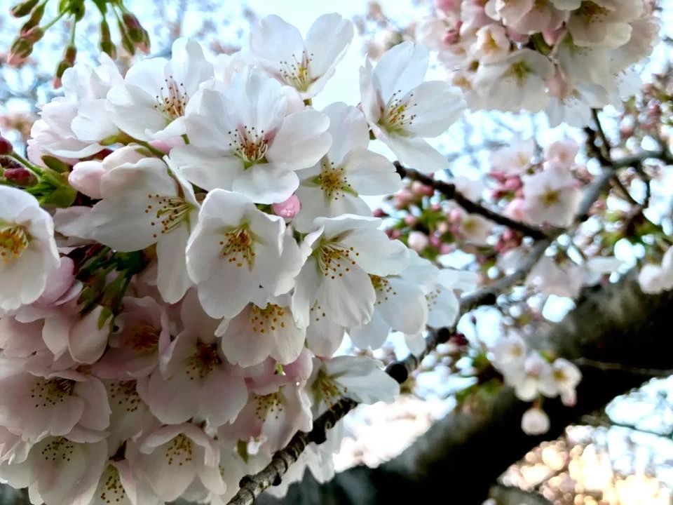 Spring Intensive at Aikido Auckland Seishinkan 30 Sept-7th Oct 2018