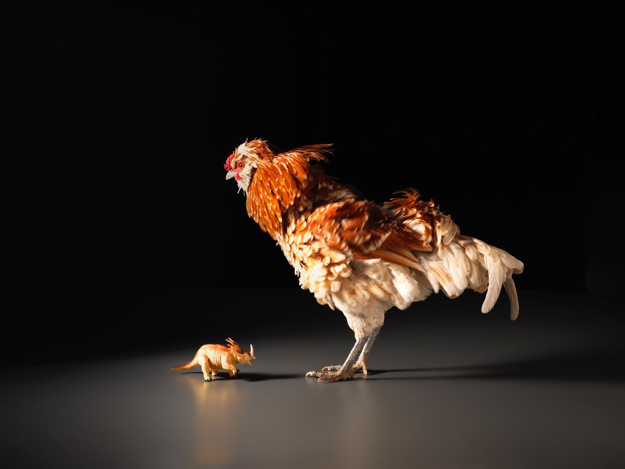 Chicken_10106.jpeg