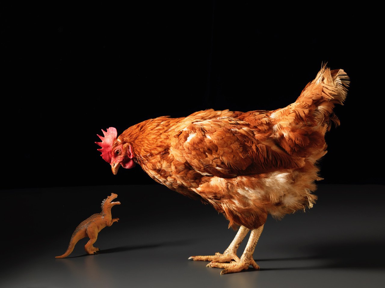 Chicken_10032.jpeg