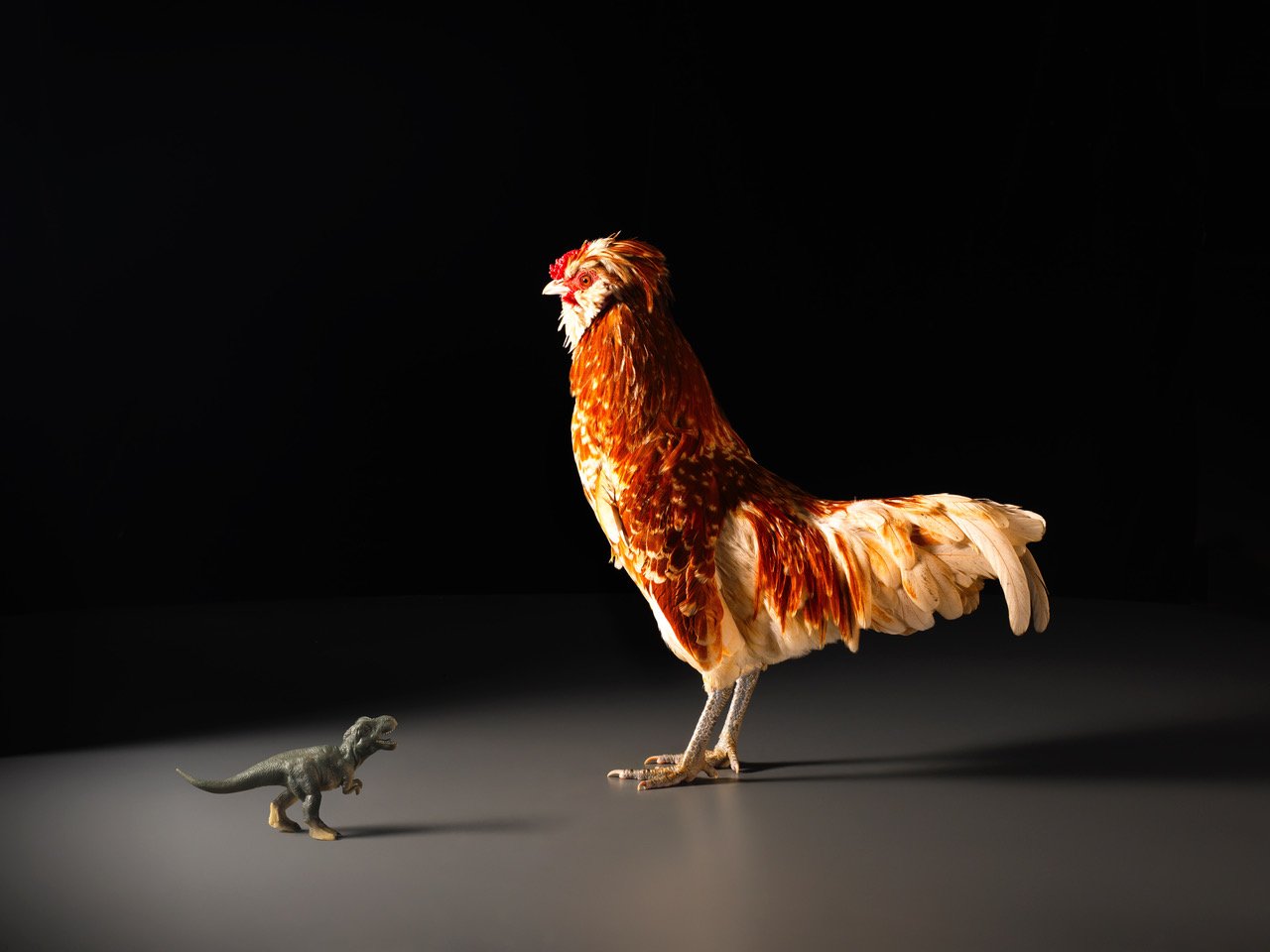 Chicken_10105.jpeg