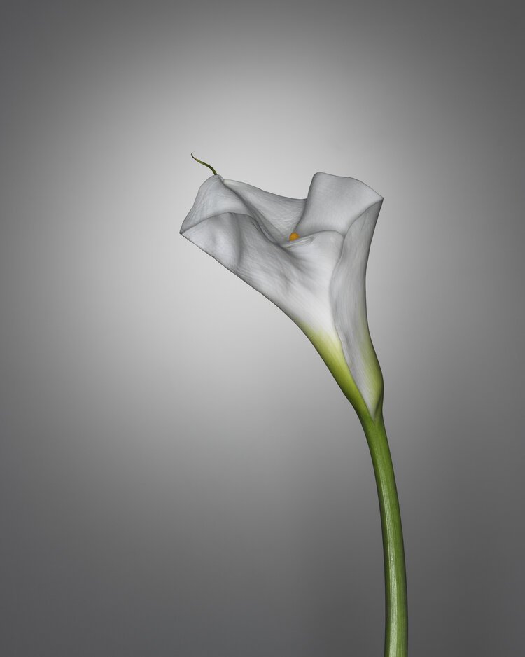 image-asset (2).jpeg