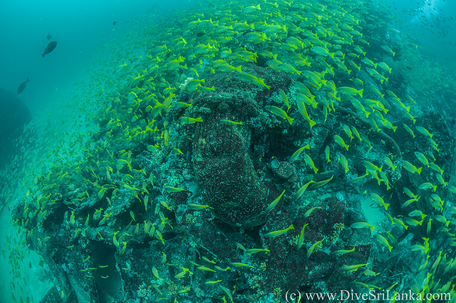 HMS Hollyhock stern side wreck-small.png