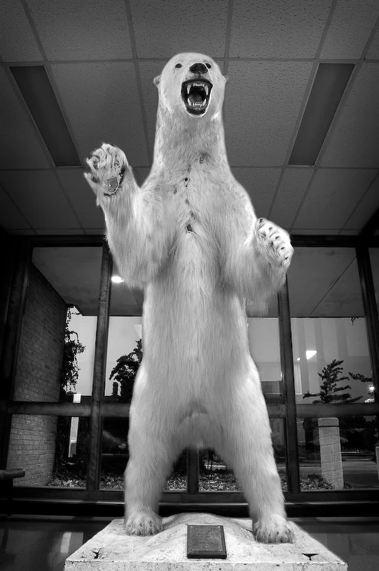 Thalarctos Maritimus: An Interesting Subject