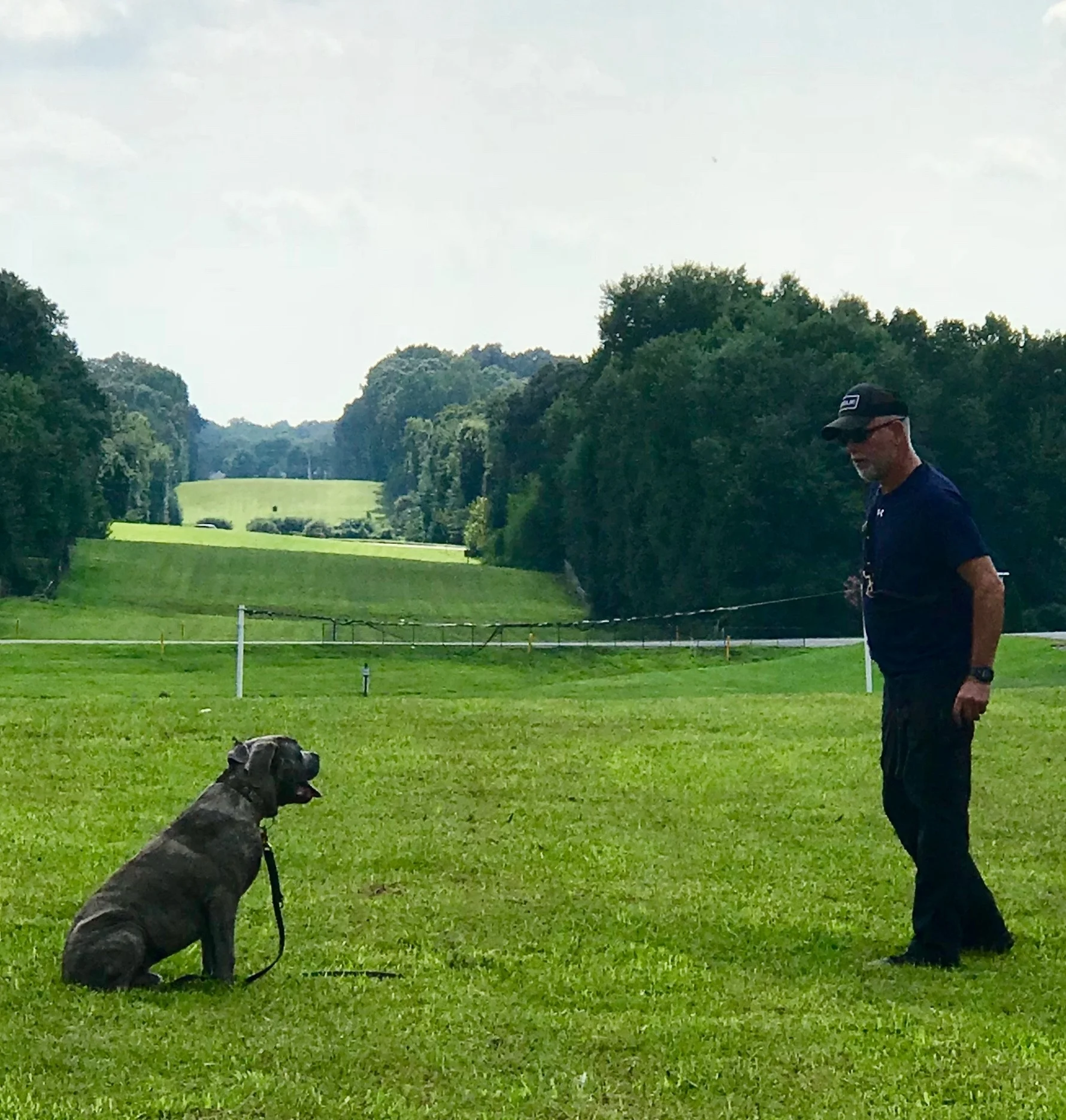 top dog canine training