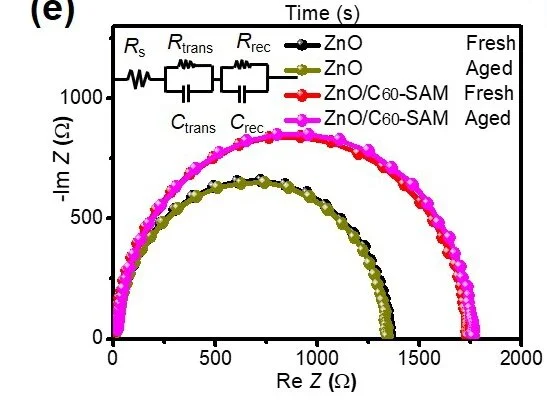 Interface-enhanced organic solar cells with extrapolated T 80 lifetimes of over 20 years