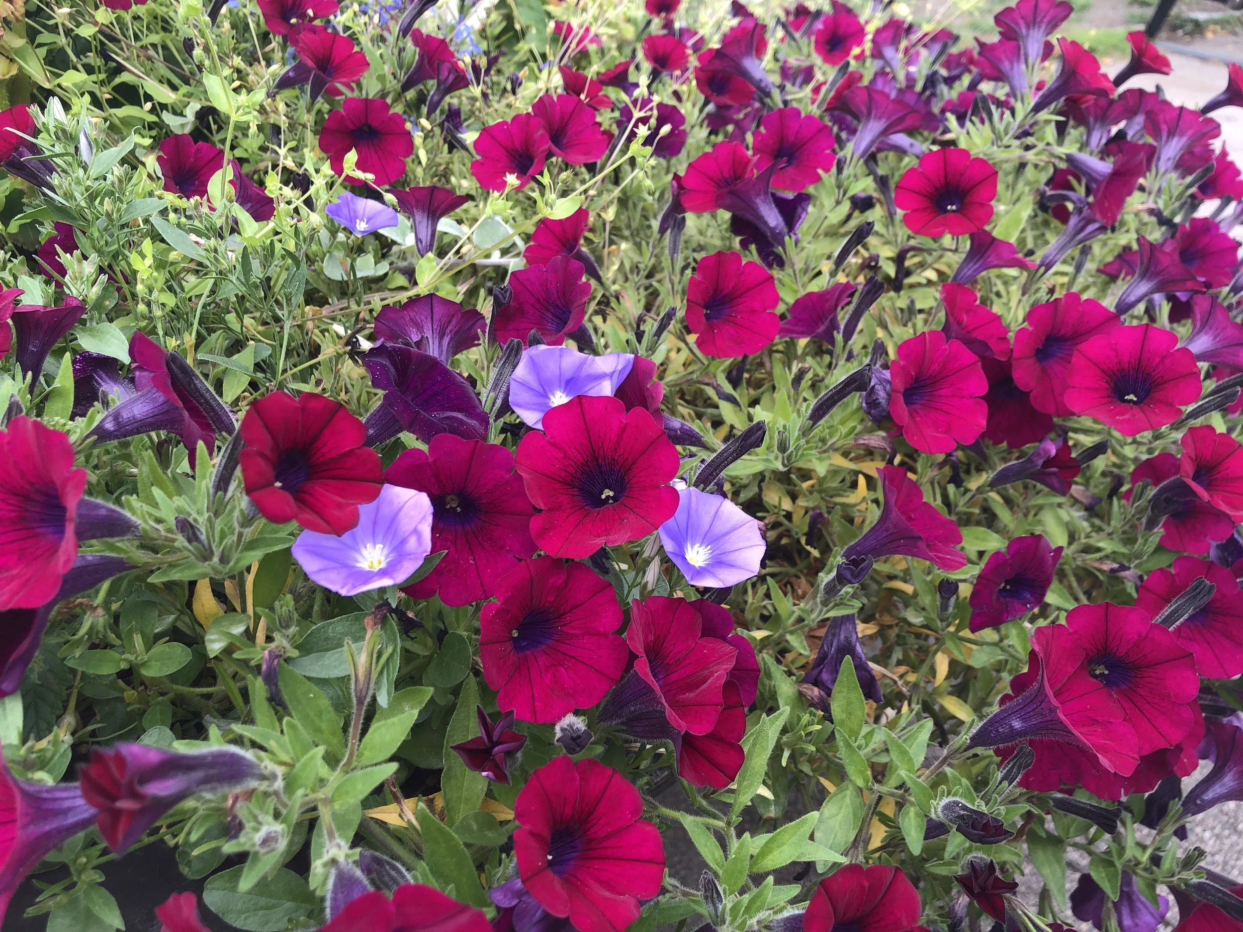 Blomster i Oslo