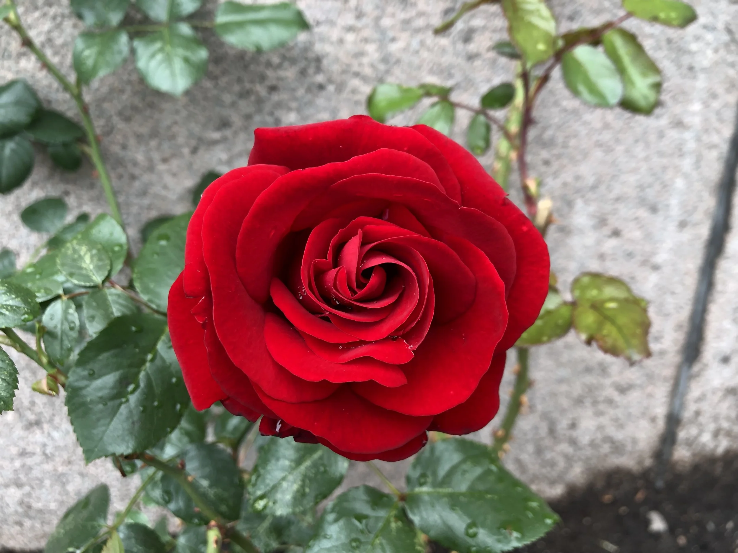 En rose vokser opp langs grunnmuren i Møllergata 18 over Youngstorvet.