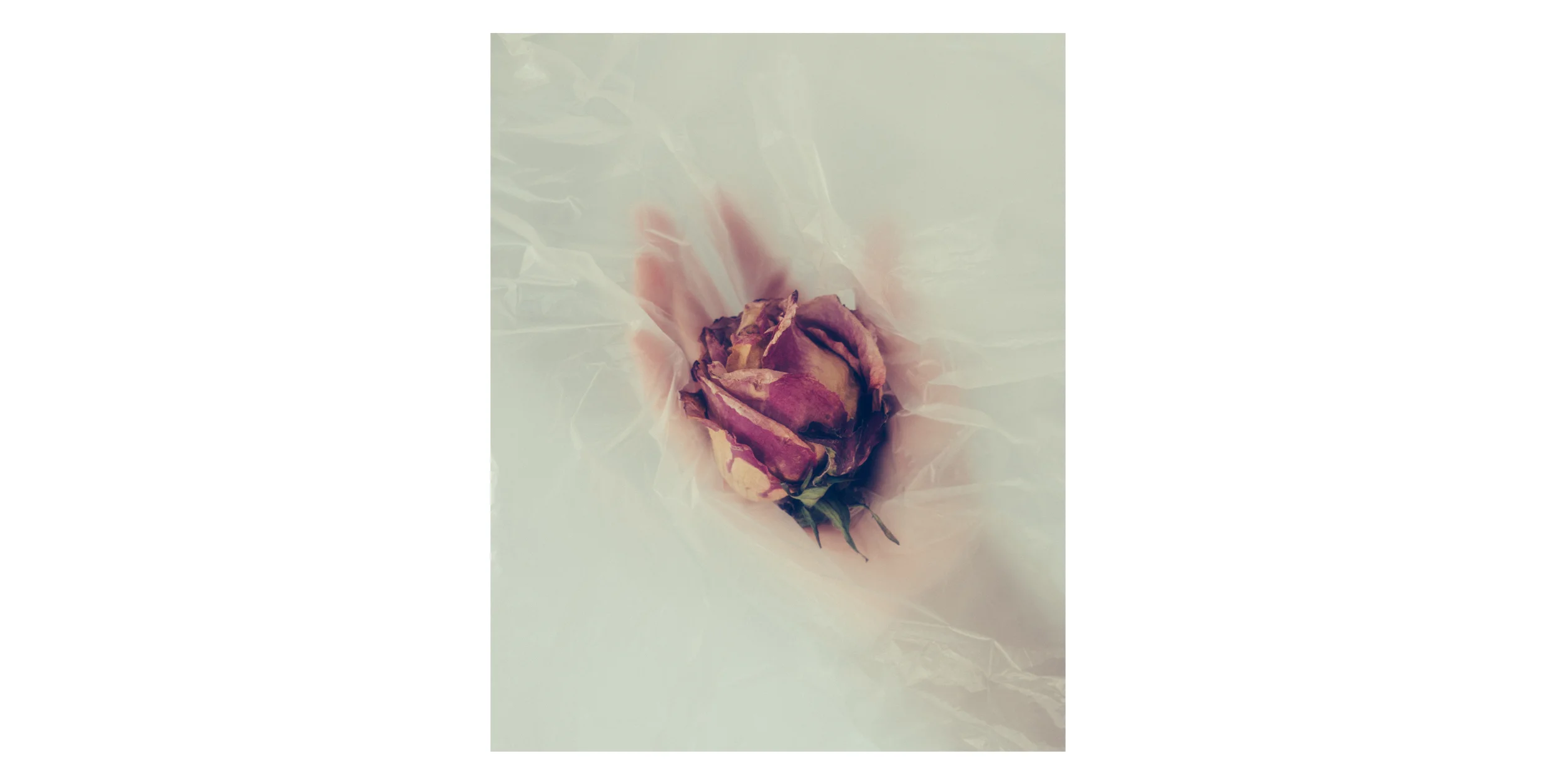 Rose Hand.jpg