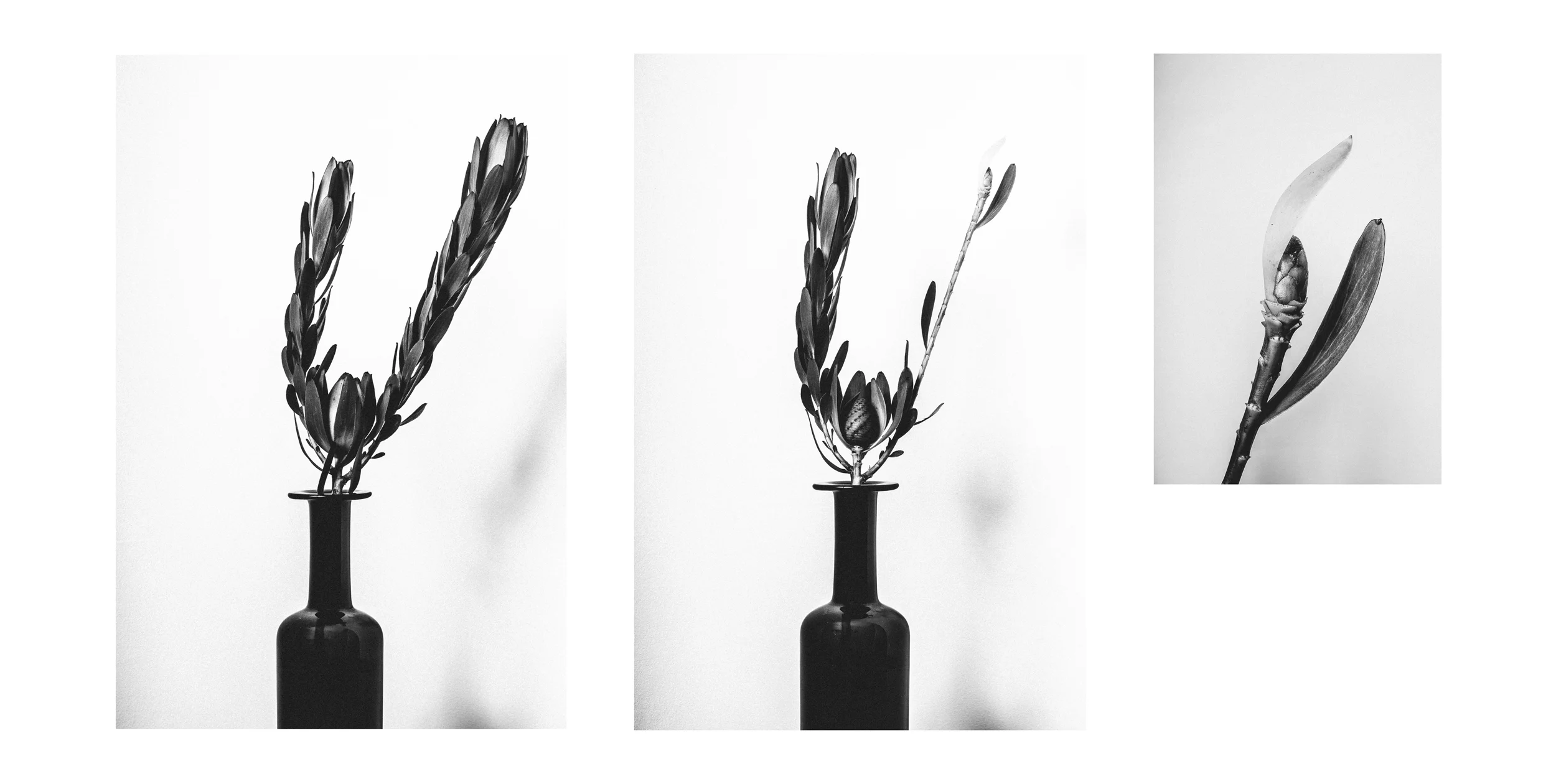 Rejoice Triptych.jpg