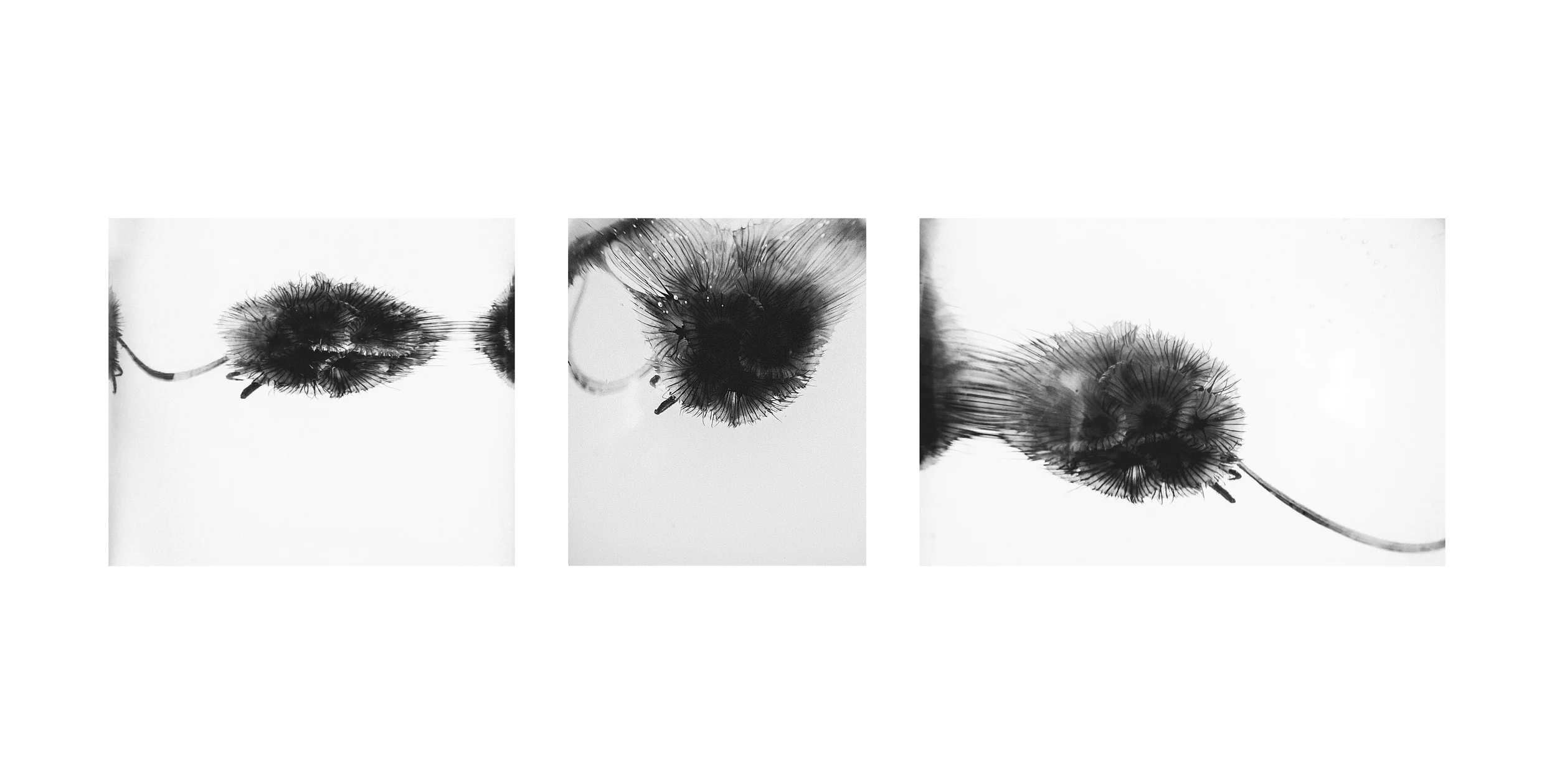 Warp Plant Triptych.jpg