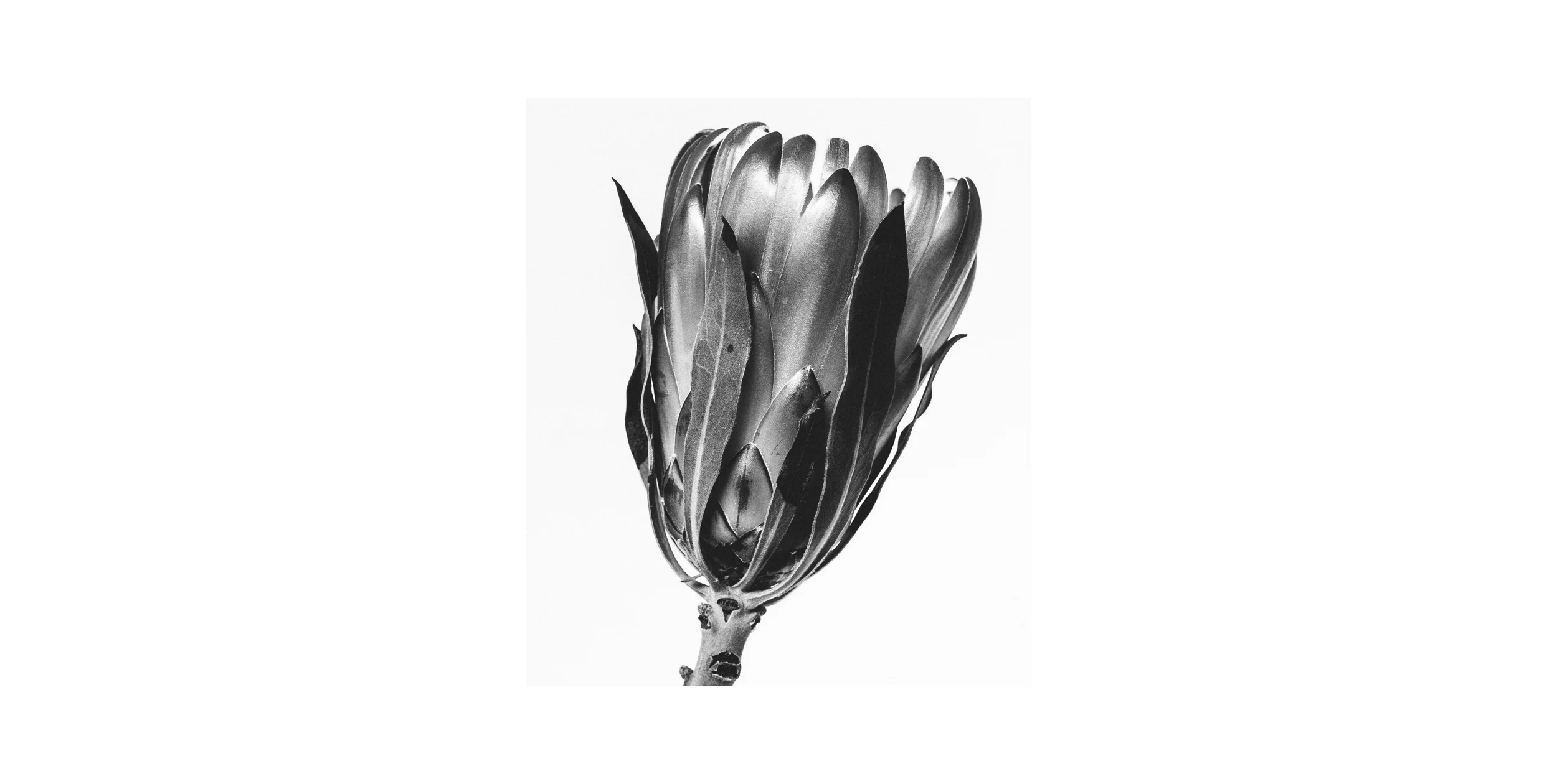 Protea Mono.jpg