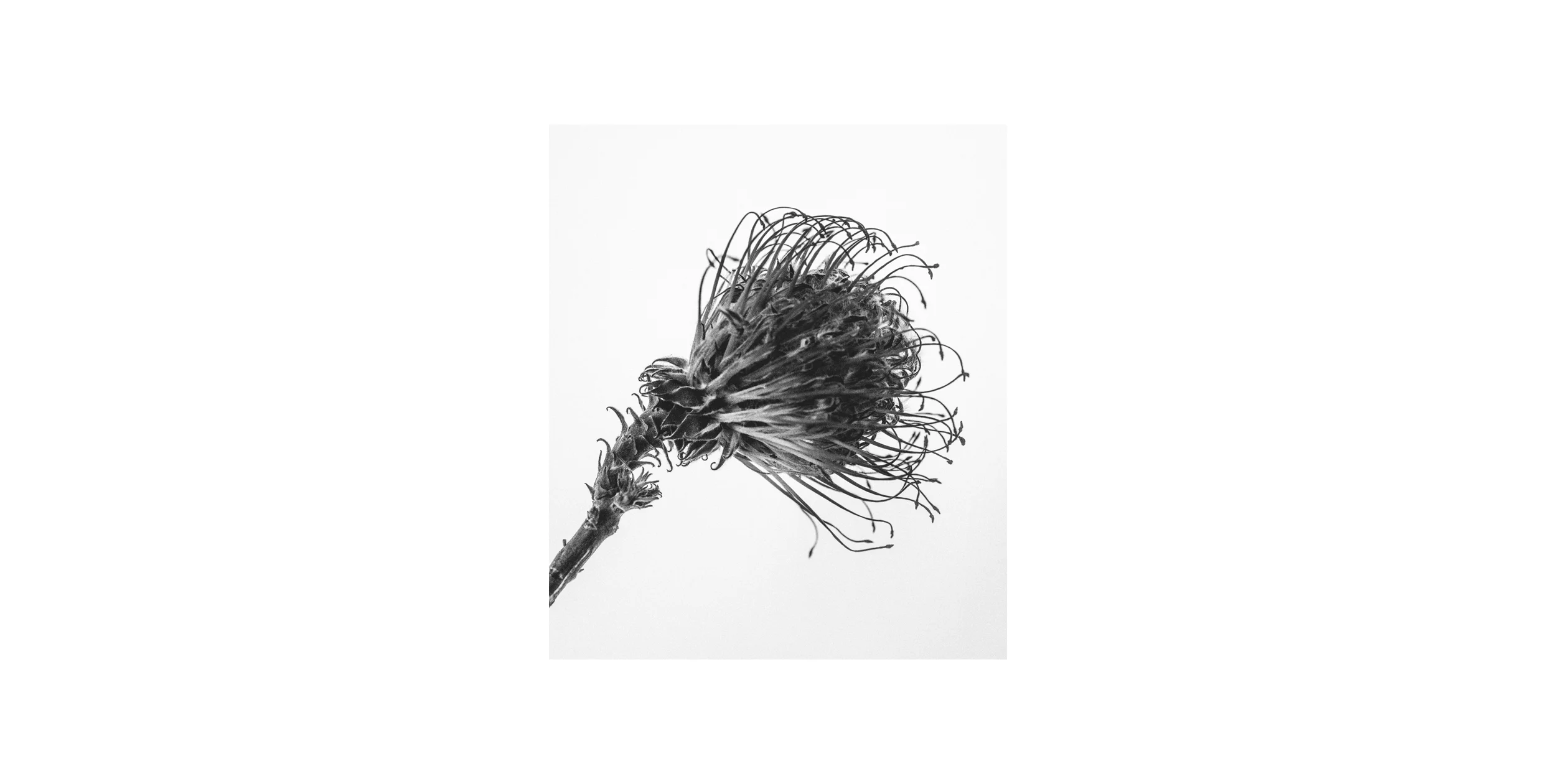 Leucospermum Dead Mono.jpg
