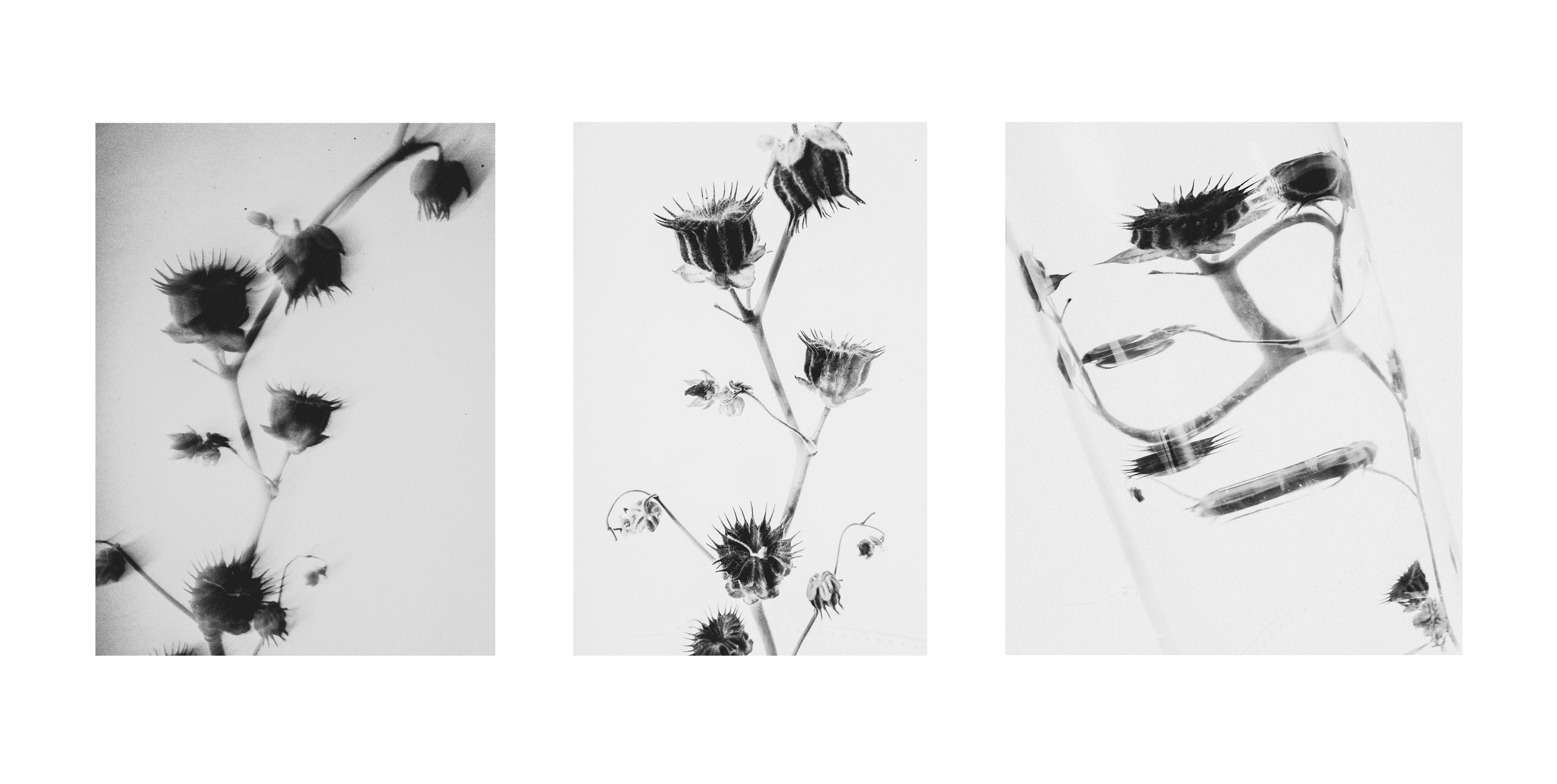 Distort Plant Triptych.jpg