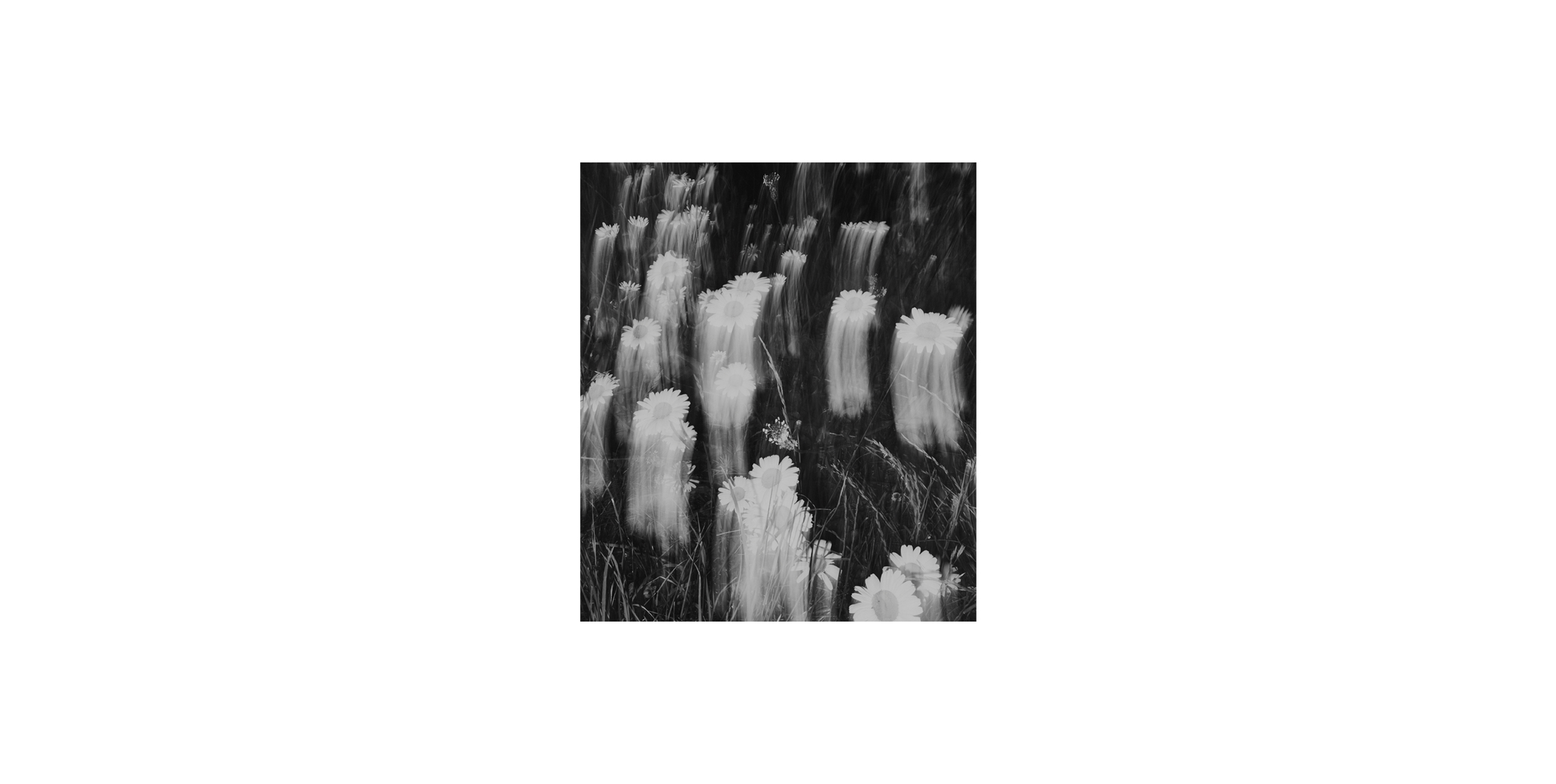 Daisies 1.1.jpg