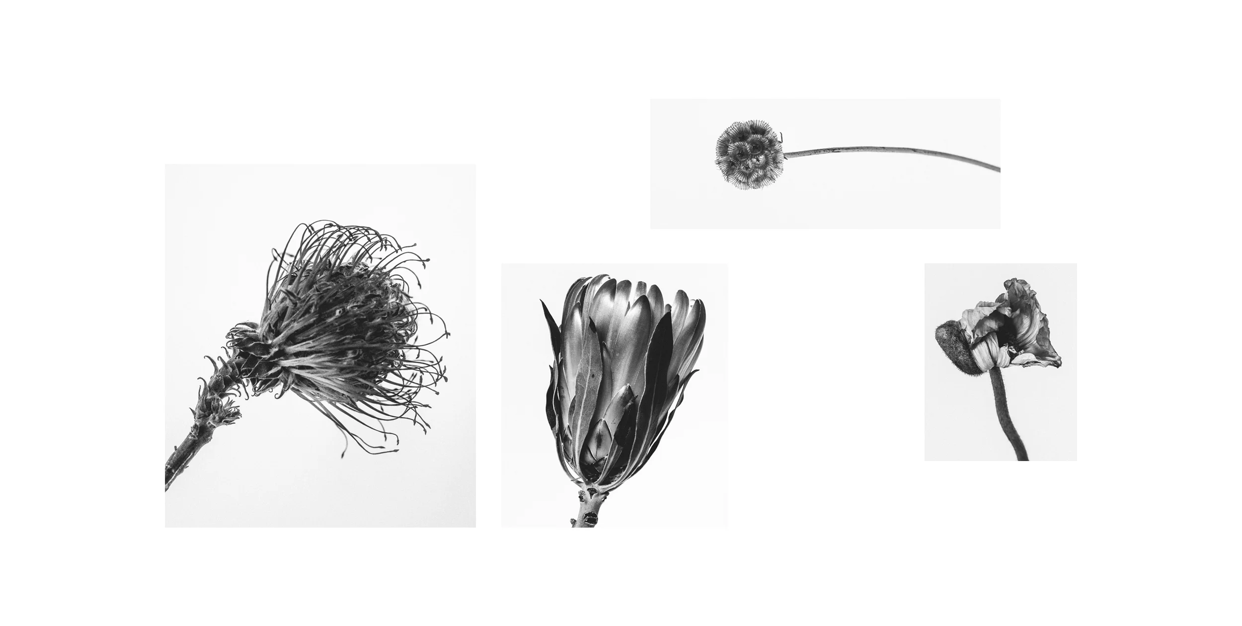 Leucospermum - Poppy Etc.jpg