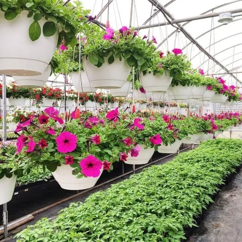 FLOWERS1.jpg