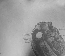 Un cuore così bianco.