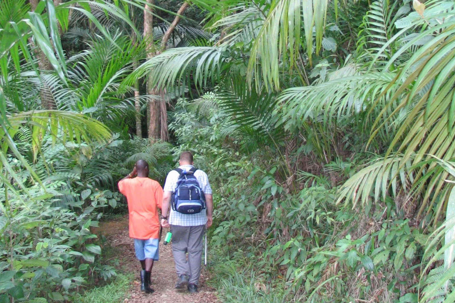 Tobago's rainforest.