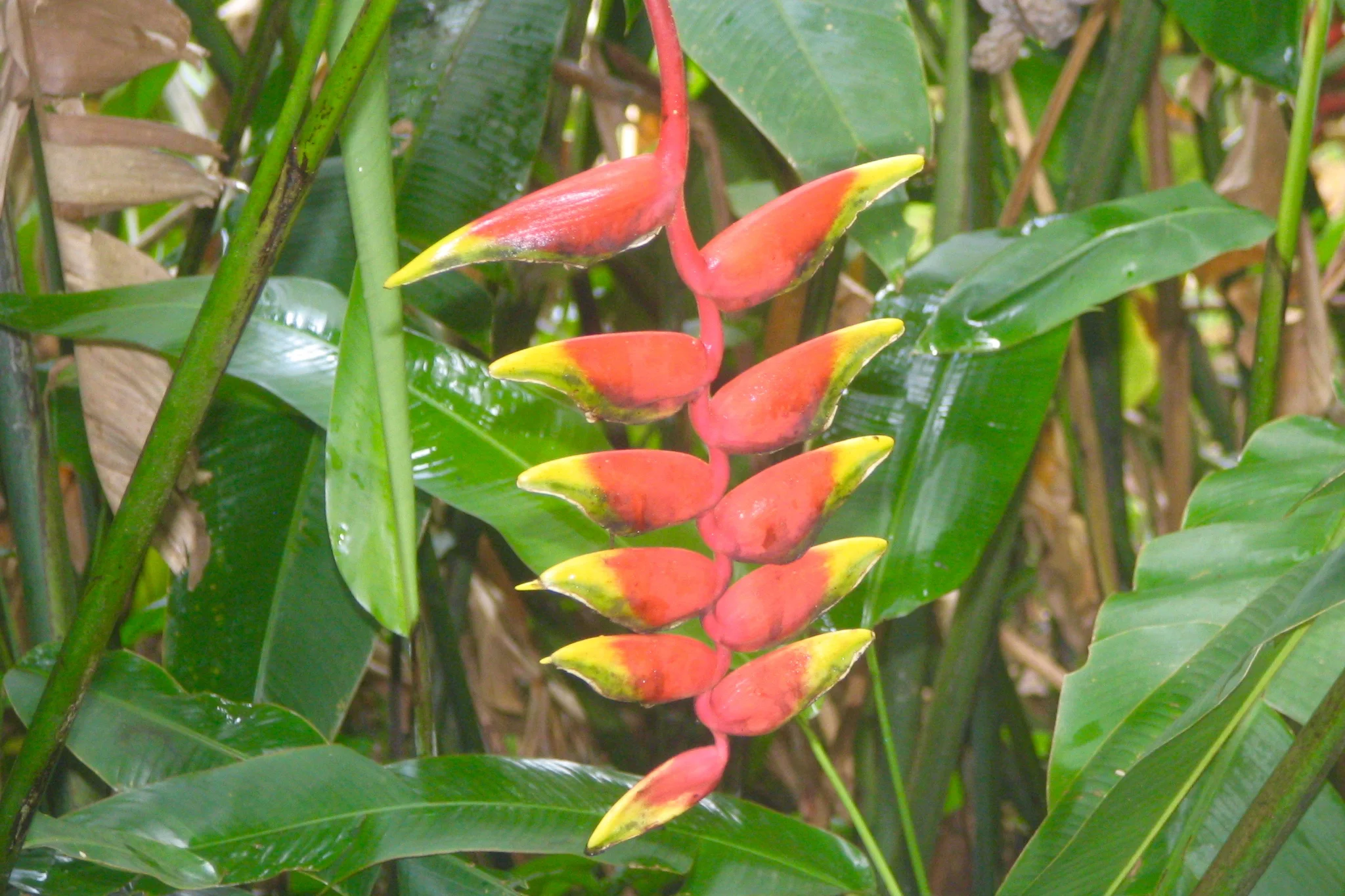 Bush Bush: Flower.