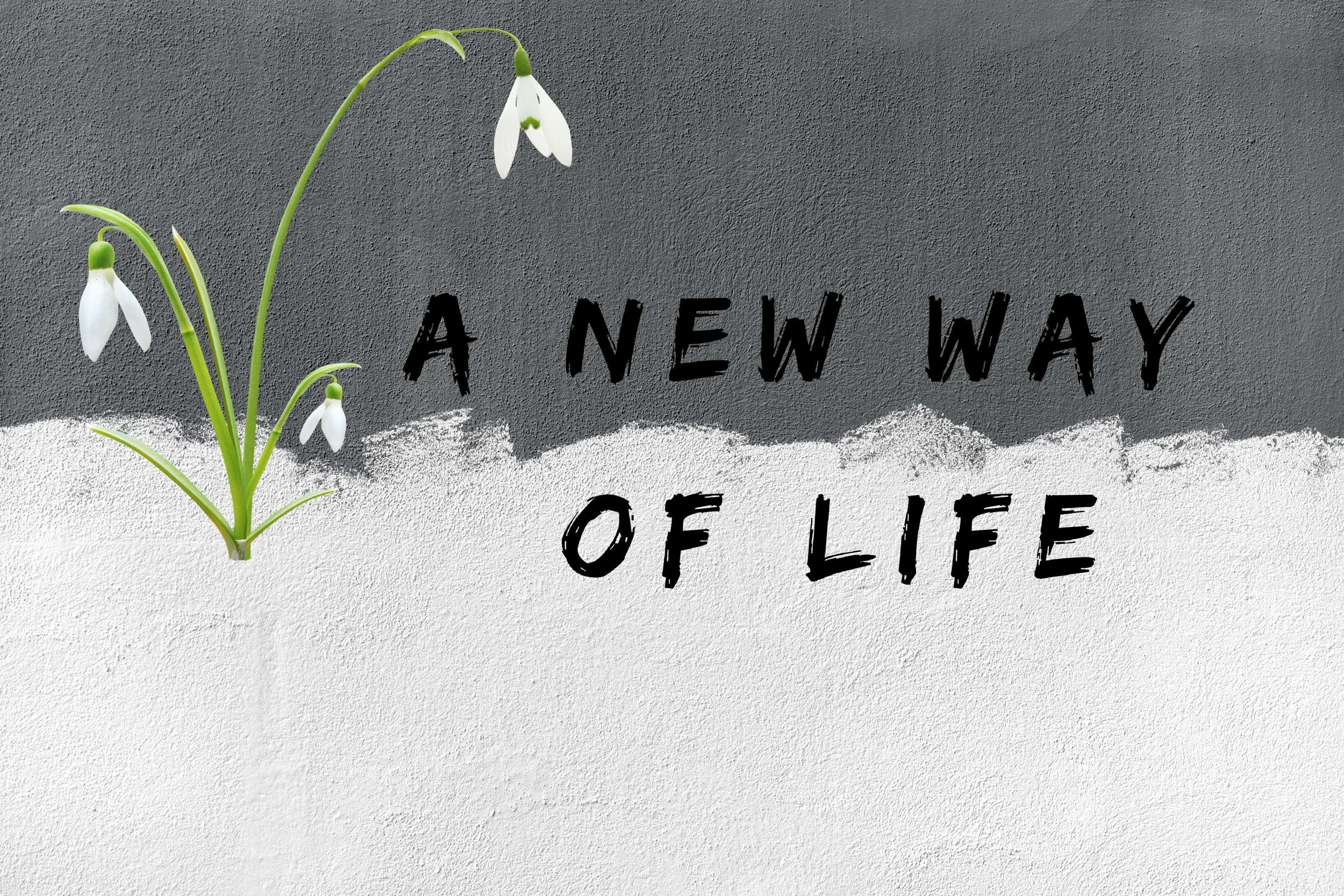 A New Way of Life: Firming Up Memory