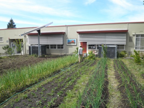 This farm is part of a hospitality and tourism program at a nearby high school in Concord, CA. Patrick teaches Environmental Science at Mount Diablo High School, and he and Meredith help students grow and harvest organic vegetables to serve to students in the hospitality program. They are currently growing tomatoes, bell peppers, cucumbers, squash, melons, roses, and sunflowers. Yummy and beautiful! Patrick and Meredith are also in the process of turning a home in Oakland, CA into an urban homestead. We hear Oakland has a great art scene-- looking forward to checking it out!