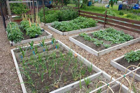 allotment2.jpg