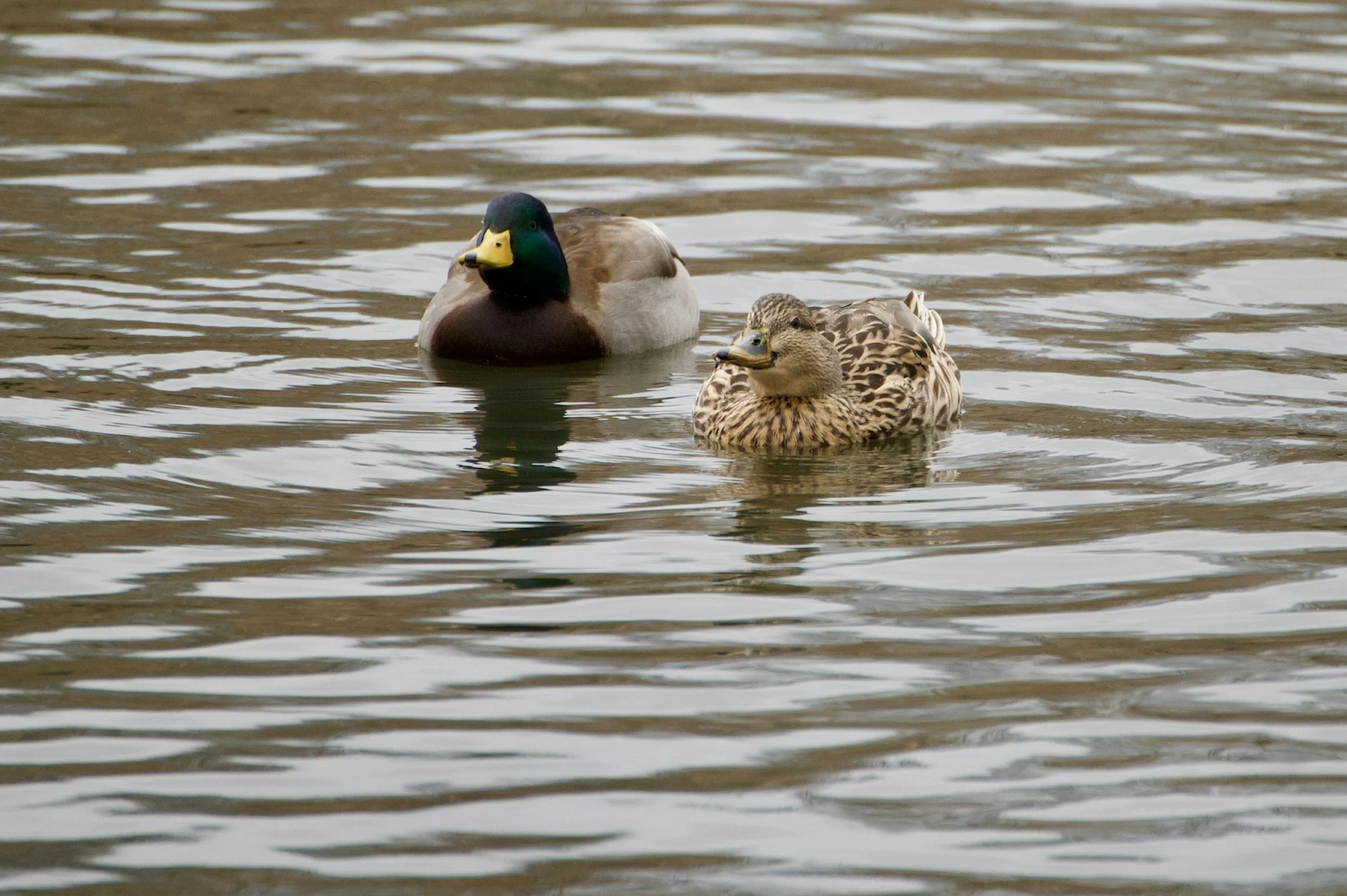 Feed the Ducks