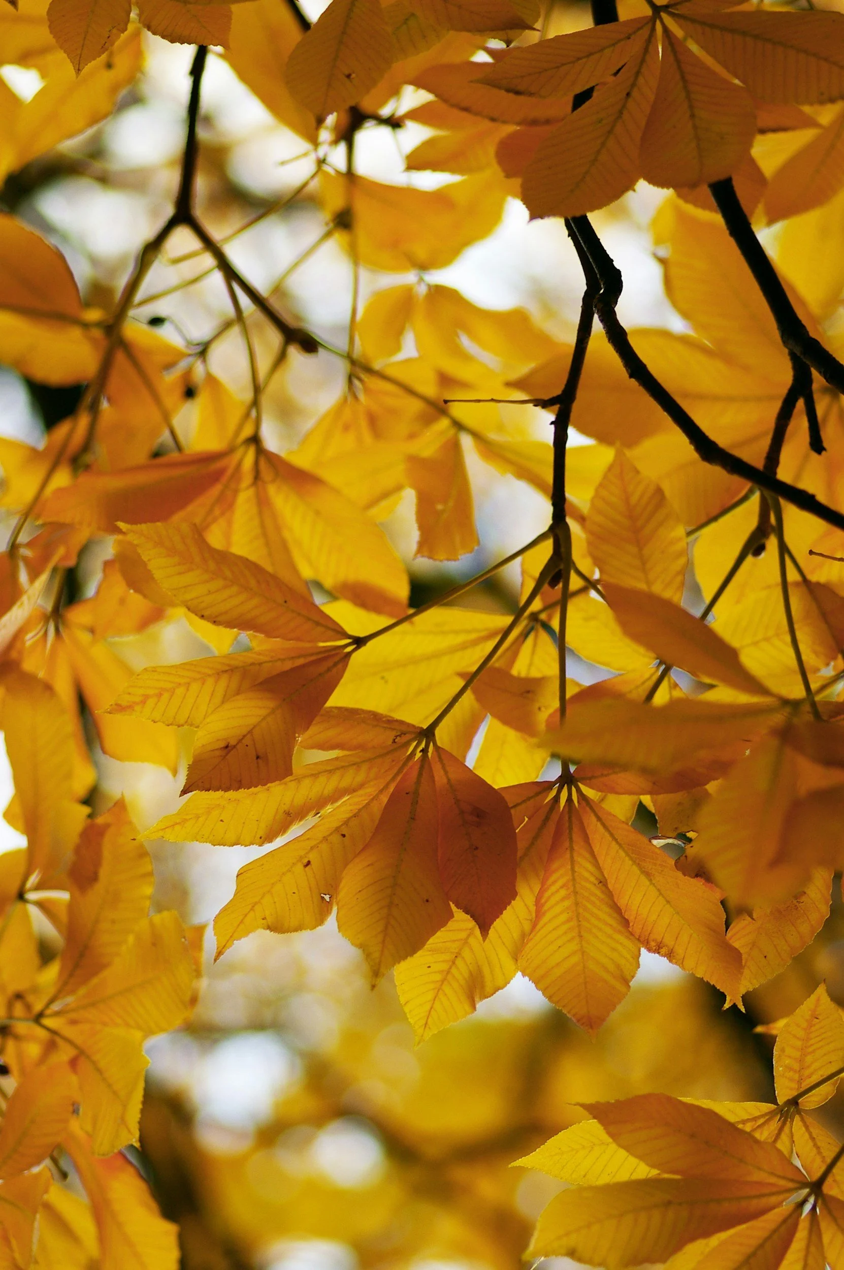 Cotswold Autumn Craft Market