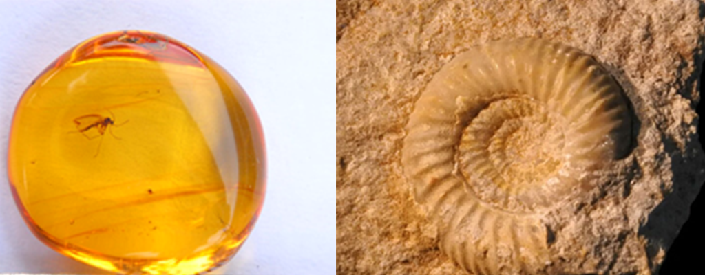 Workshop - Fantastic Fossils - Dino Footprints and Insects in Amber Craft