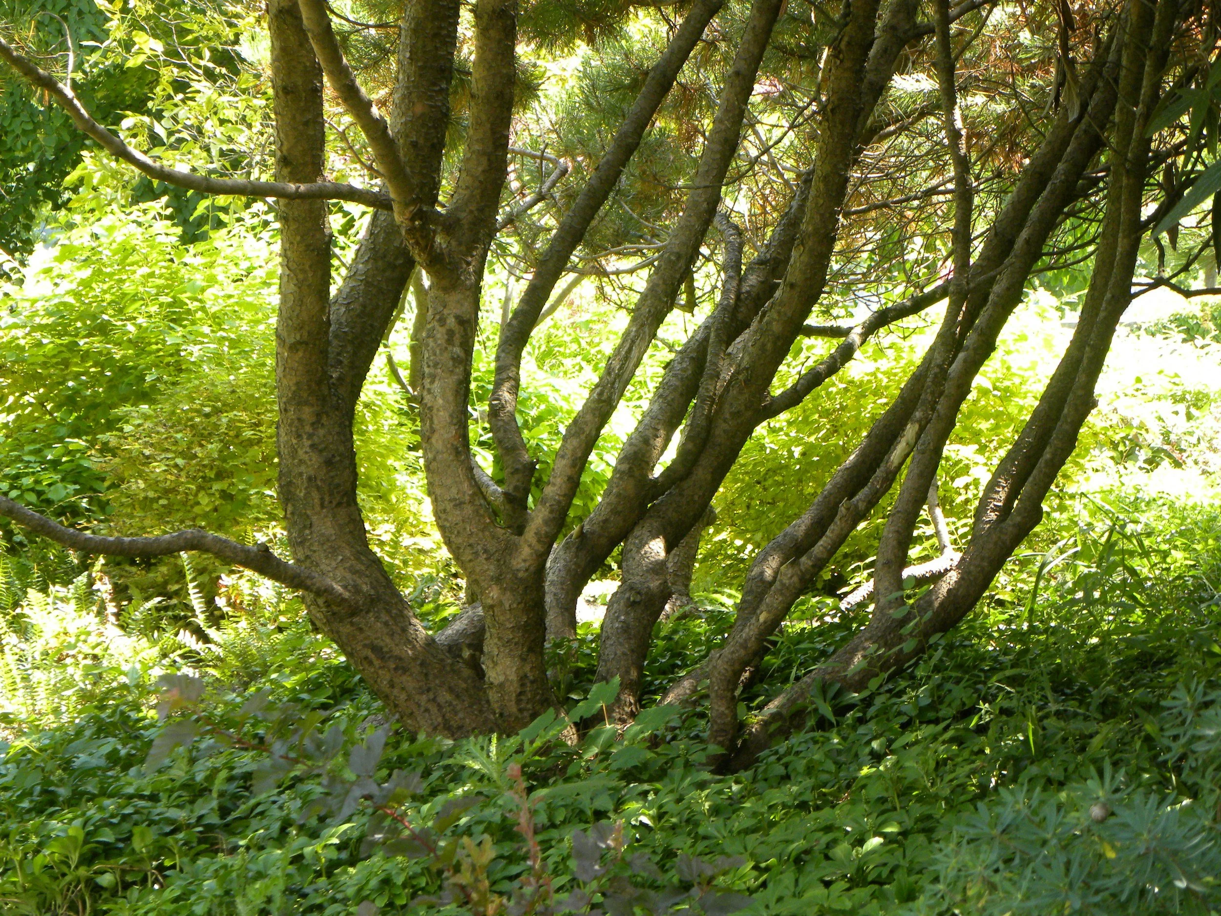 Tree trunk with multiple branches surrounded by green foliage in a sunny garden.